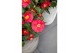 Camellia japonica dr king 