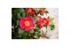 Camellia japonica dr king 