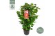 Camellia japonica dr king 