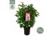 Camellia williamsii volunteer 