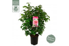 Camellia williamsii volunteer