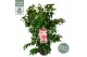 Camellia williamsii volunteer 
