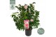 Camellia williamsii volunteer 