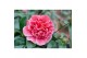 Camellia williamsii volunteer 