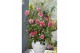 Camellia williamsii volunteer 