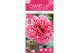 Camellia williamsii volunteer 