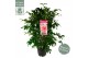 Camellia williamsii volunteer 
