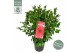 Camellia reticulata black lace 