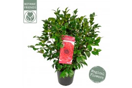 Camellia reticulata black lace