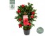 Camellia reticulata black lace 
