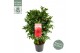 Camellia reticulata black lace 