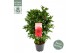 Camellia reticulata black lace 