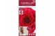 Camellia reticulata black lace 