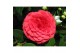 Camellia reticulata black lace 