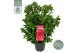 Camellia reticulata black lace 