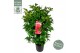 Camellia japonica black lace 