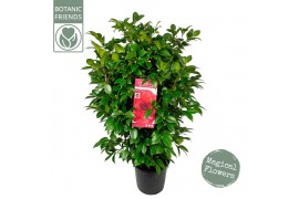 Camellia japonica black lace