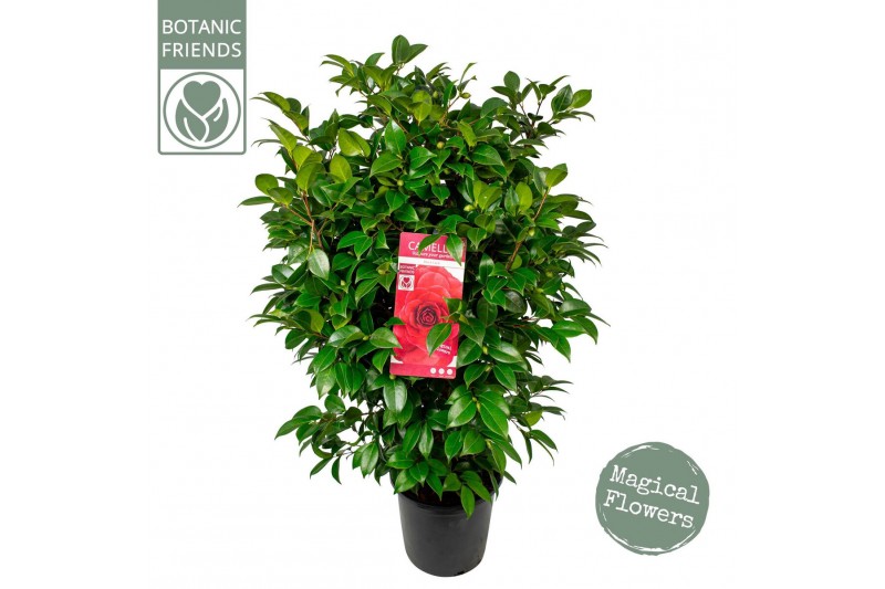 Camellia japonica black lace 