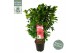 Camellia japonica black lace 