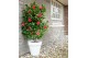 Camellia japonica black lace 