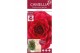 Camellia japonica black lace 