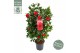 Camellia japonica black lace 