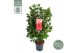 Camellia japonica black lace 