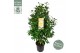 Camelia x williamsii jurys yellow 