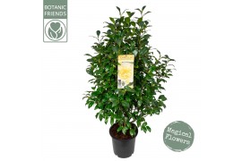 Camelia x williamsii jurys yellow