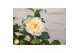 Camelia x williamsii jurys yellow 