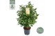 Camelia x williamsii jurys yellow 