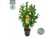 Camelia x williamsii jurys yellow 