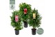 Camellia japonica Mix 50 bl. 4 kleuren per CC 