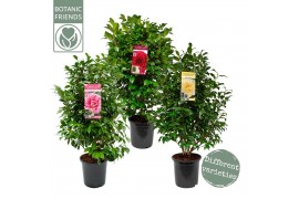 Camellia japonica Mix 50 bl. 4 kleuren per CC