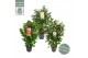 Camellia japonica Mix 50 bl. 4 kleuren per CC 
