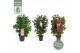Camellia japonica Mix 50 bl. 4 kleuren per CC 