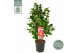 Camellia japonica dr king 