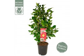 Camellia japonica dr king