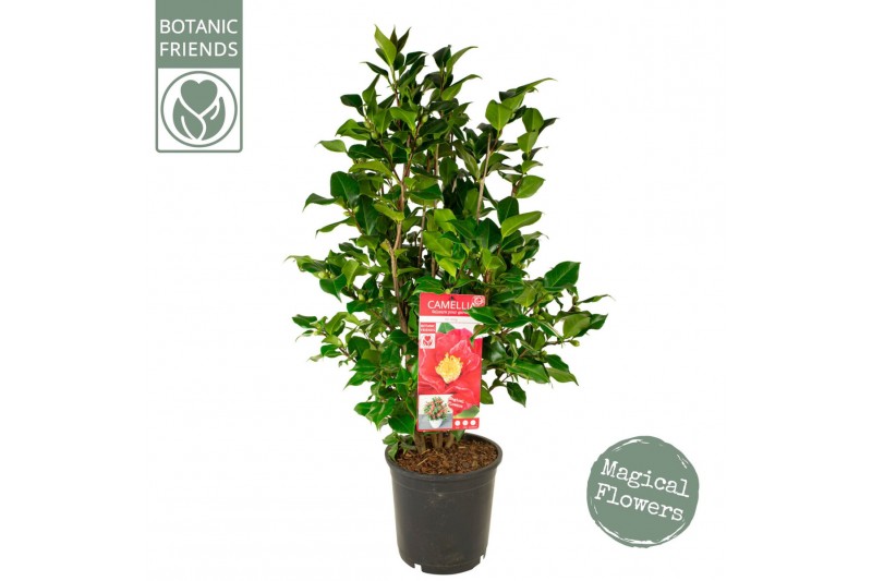 Camellia japonica dr king 