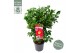 Camellia japonica dr king 