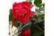 Camellia japonica dr king 