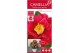 Camellia japonica dr king 