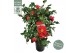Camellia japonica dr king 