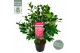 Camellia japonica marie bracey 