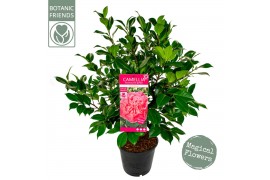 Camellia japonica marie bracey