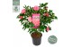 Camellia japonica marie bracey 