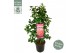 Camellia japonica marie bracey 