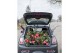 Camellia japonica marie bracey 