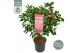 Camellia japonica marie bracey 
