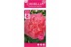 Camellia japonica marie bracey 